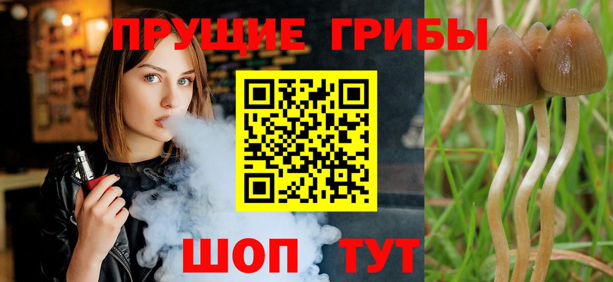 Галлюциногенные грибы Psilocybe  купить наркотик  Брянск  Вход с VPN 